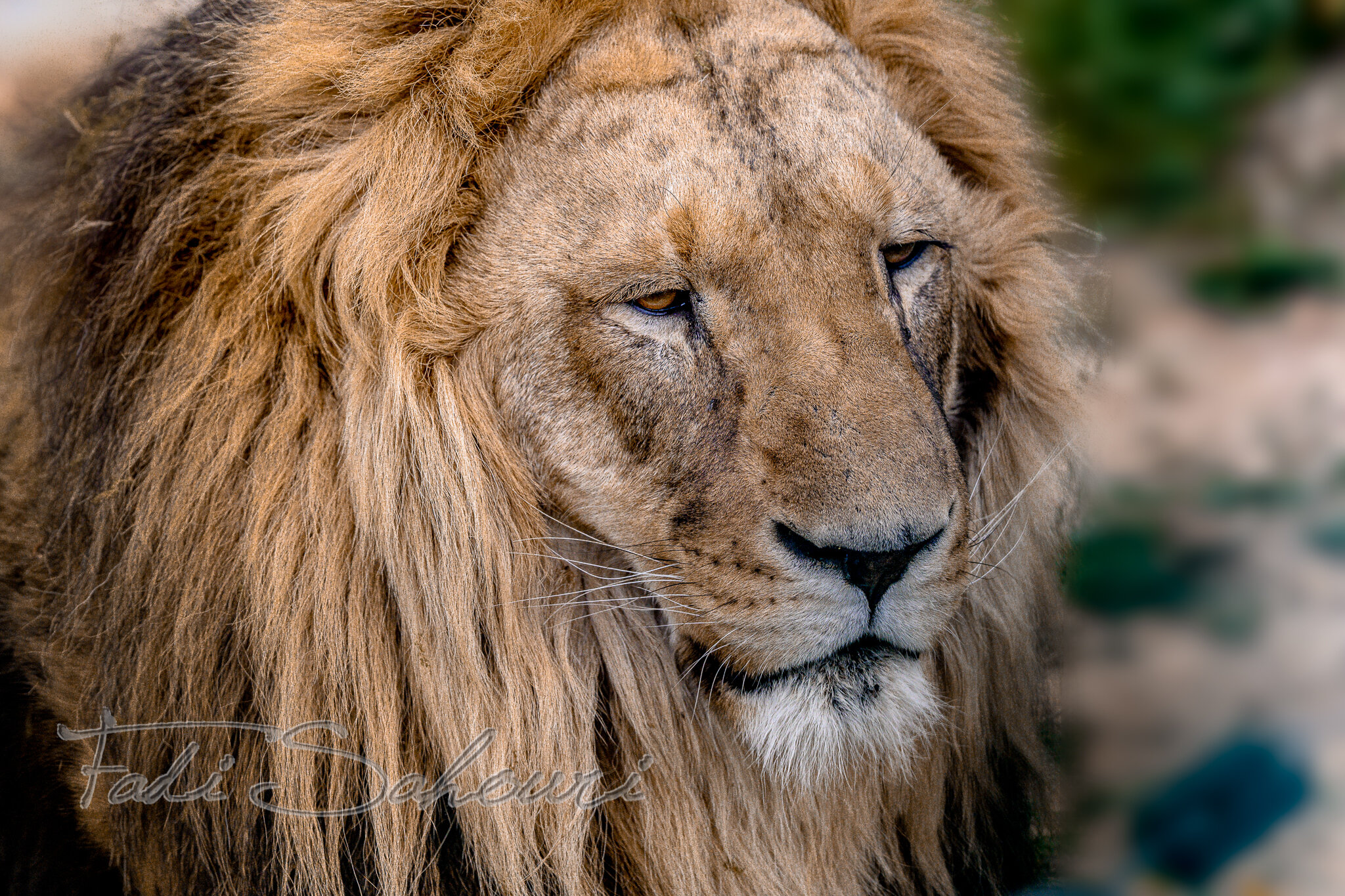 ZZ7_4522-Edit.jpg